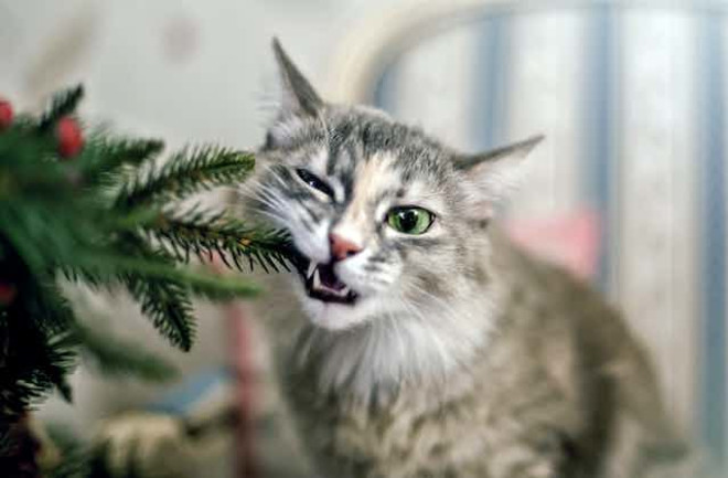 gray-tabby-cat-with-green-eye-chewing-christmas-tree-branch