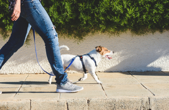 Walking the dog, a way to get your steps in