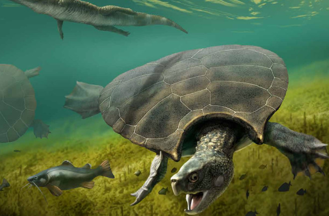 Massive Prehistoric Turtle