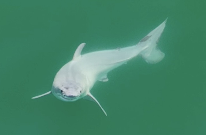 The newborn great white, filmed off the coast of central California.