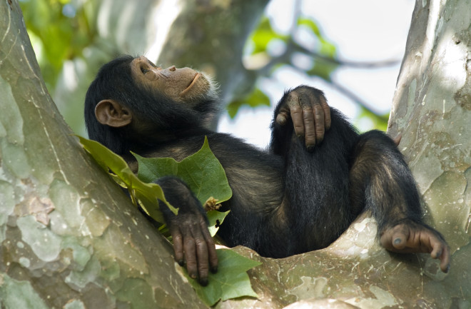 young chimpanzee relaxing in a tree
