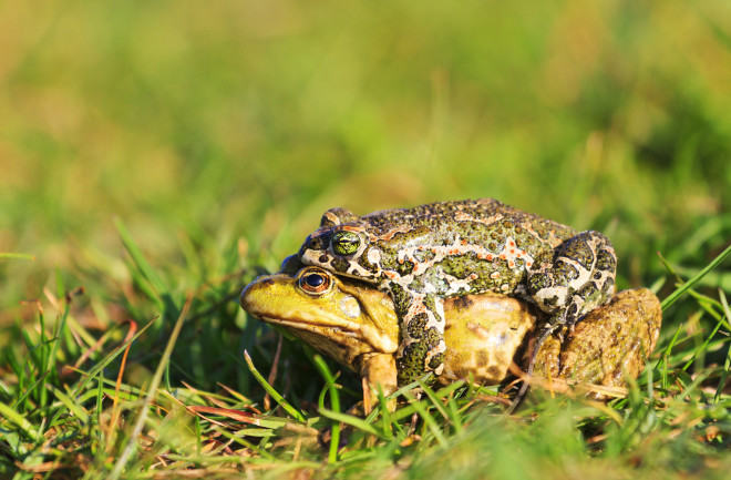 European green toad and pool frog mate, misdirected amplexus
