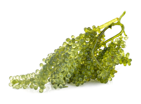 Sea Grapes Green Algae - Shutterstock