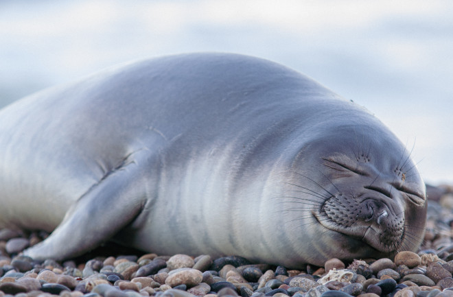 Elephant seal calf sleeping on rocks on the shore