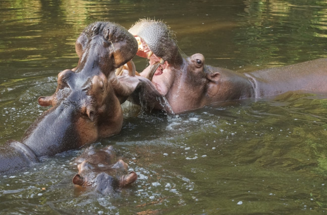 hippo-mating-battle