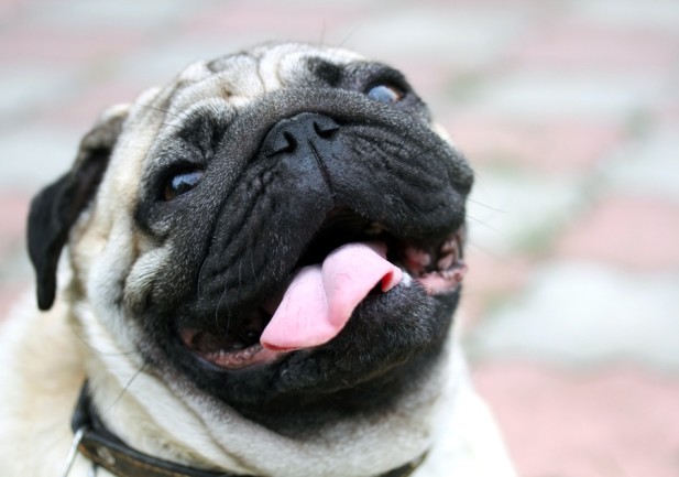 Dog thinking. Pug face with open mouth and tongue hanging out