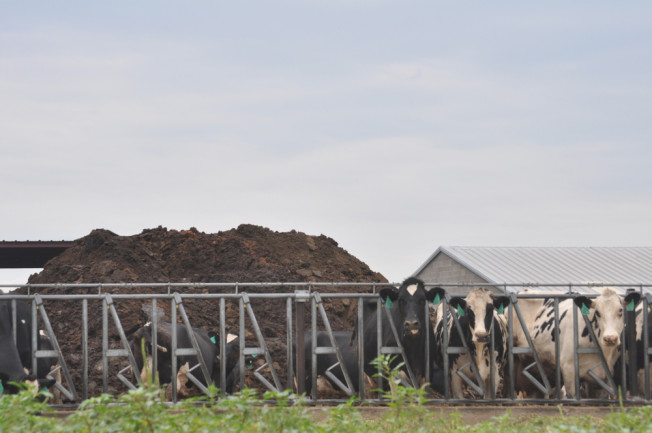 Cows in a feedlot