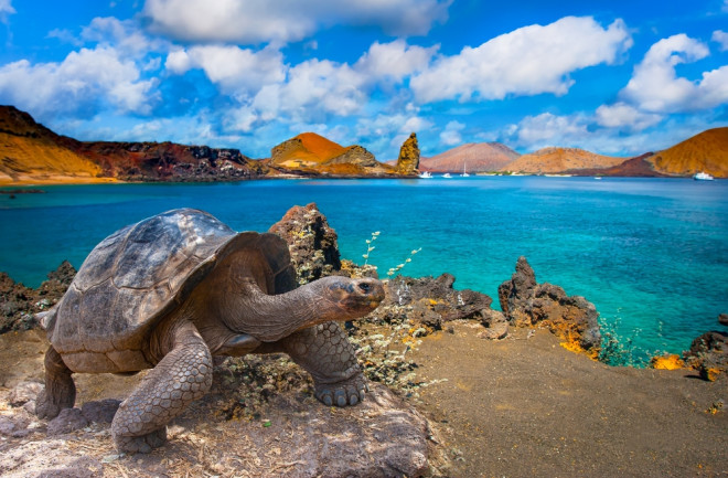 Galápagos Tortoise and Islands