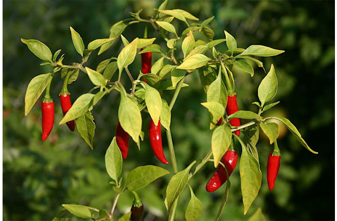 Chillies.jpg