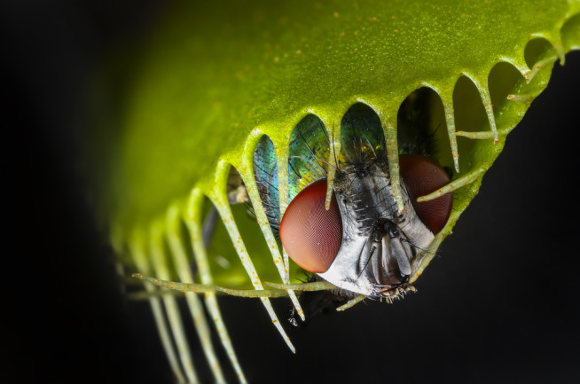 venus fly trap closed on a fly - shutterstock