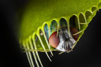 Why Did Carnivorous Plants Become Meat Eaters?