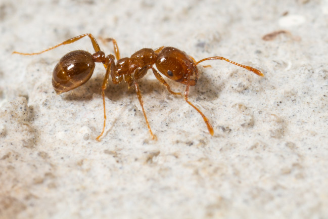 imported-red-fire-ant.jpg