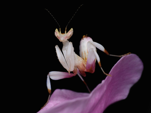 Orchid Mantis - Shutterstock