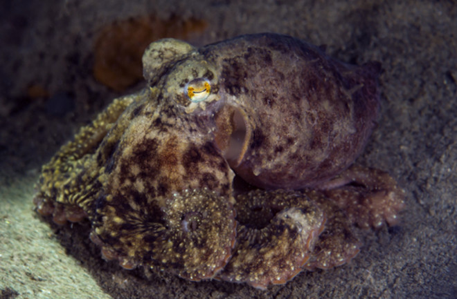 A California two-spot octopus. (Credit: Greg Amptman/Shutterstock)