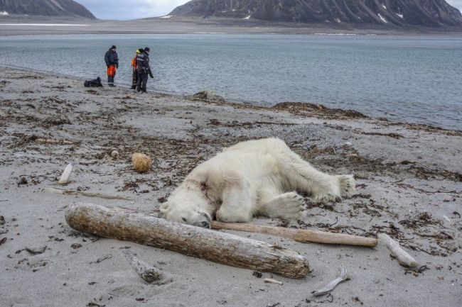 Cruise Ship Polar Bear - Governor of Svalbard