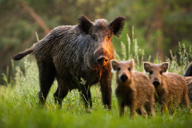 Family of wild boar with young piglets on a meadow at sunset looking at the camera