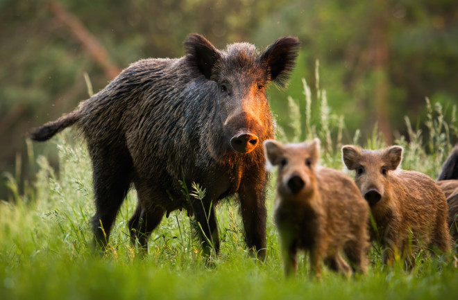 Family of wild boar with young piglets on a meadow at sunset looking at the camera