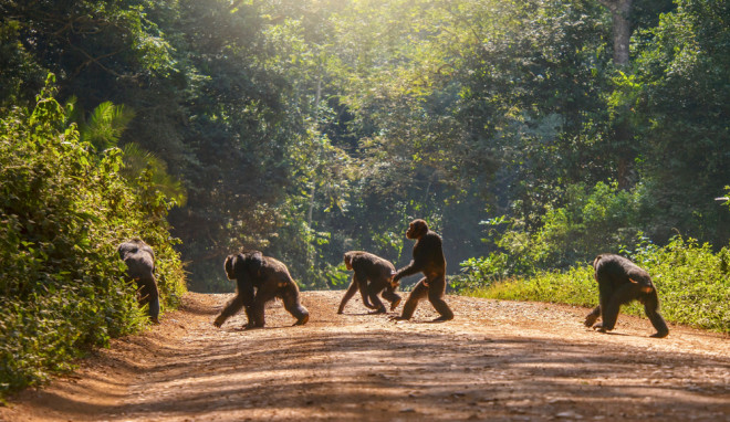 walking upright apes crossing the road wildlife - shutterstock