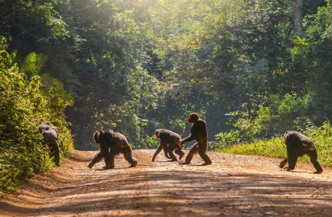 walking upright apes crossing the road wildlife - shutterstock