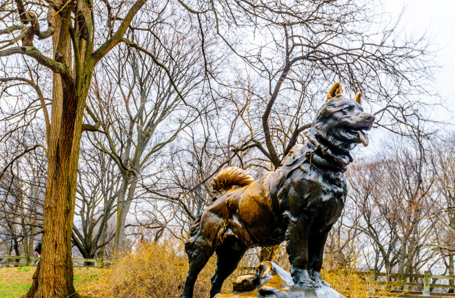 Sculpture of Balto the sled dog in Manhattan's Central Park. Balto led a sled team carrying diphtheria anti-toxin to Nome Alaska in 1925.