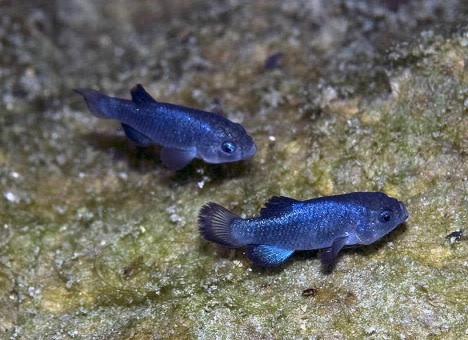 Two Devils Hole Pupfish - the rarest fish in the world