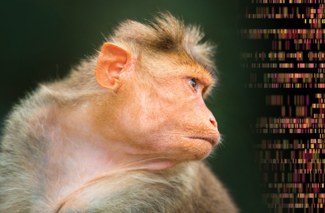 Monkey Barcode - Shutterstock