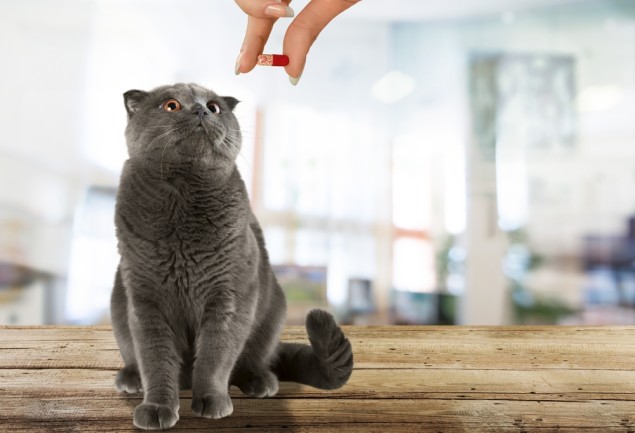 human hand giving gray cat a red pill