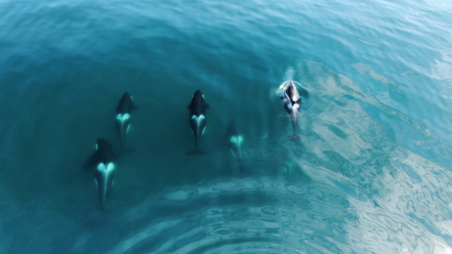 pod-of-orcas