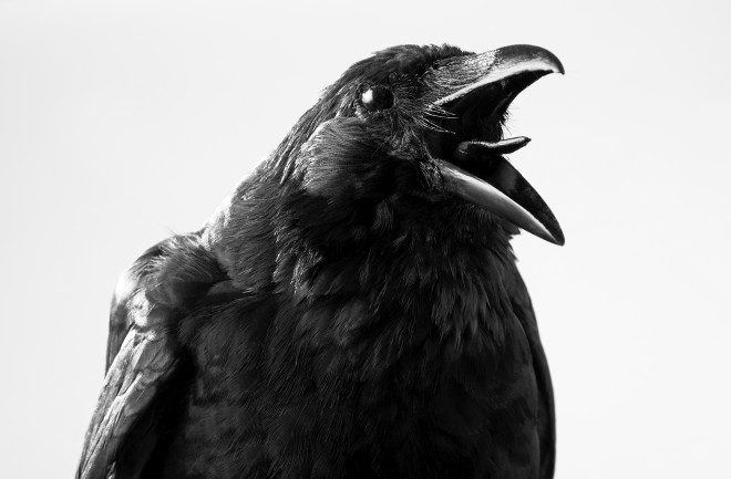 Crow - Shutterstock