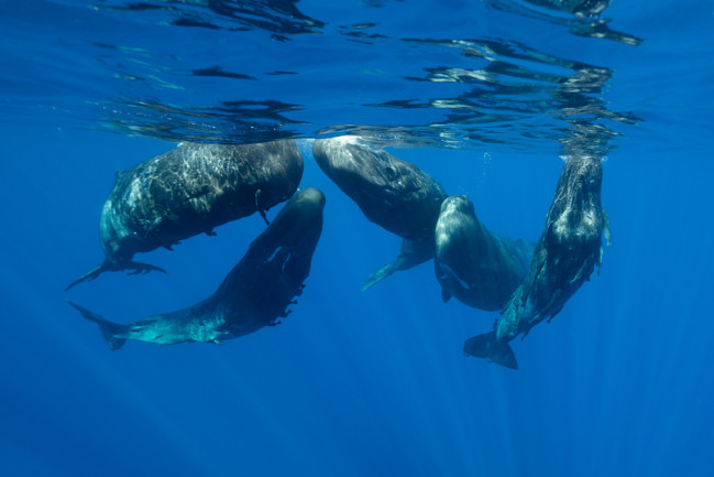 sperm whales 