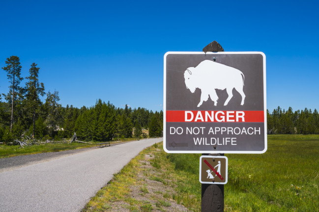 danger bison sign yellowstone