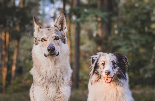 Two dogs - the shetland sheepdog and the czechoslovakian wolf dog sitting in the forest