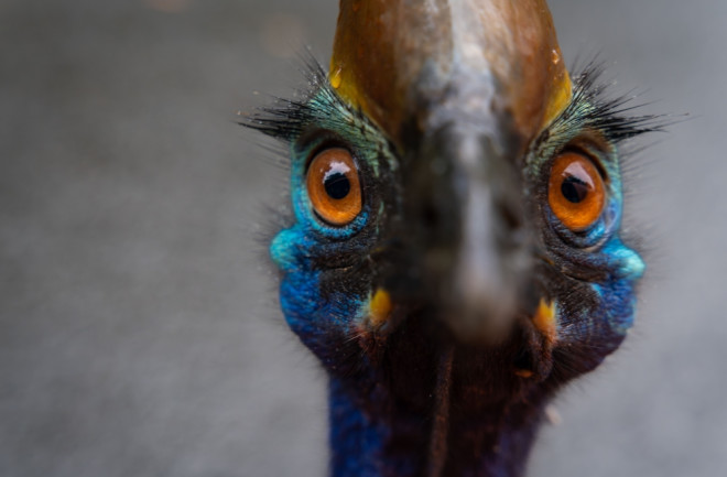 cassowary bird most dangerous bird in the world