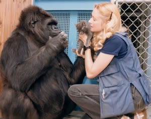 Koko the gorilla, who died last summer, learned about 200 words of American Sign Language
