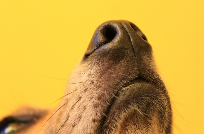 close up of dog nose yellow background - shutterstock