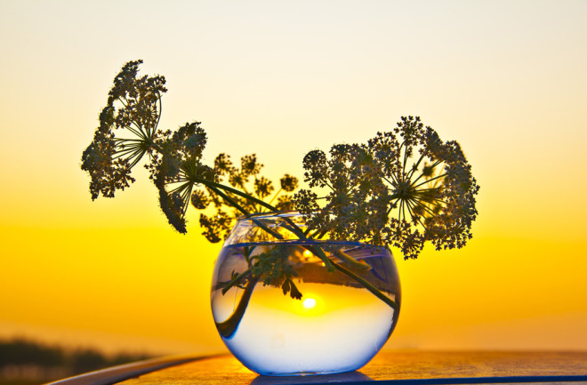 Sun Water Flowers - Shutterstock