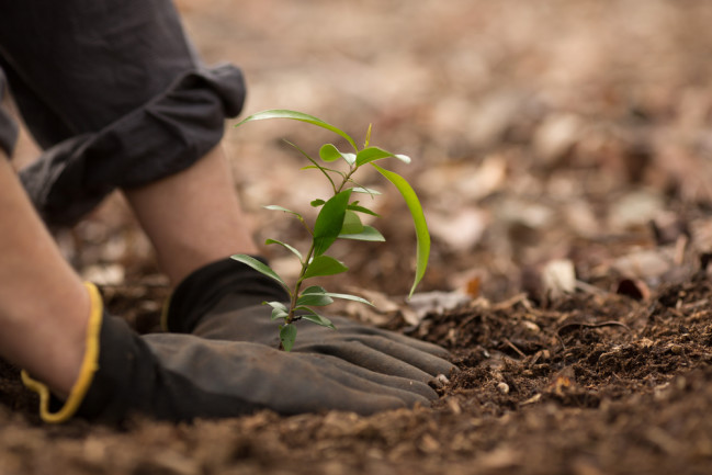 Planting Trees - Shutterstock