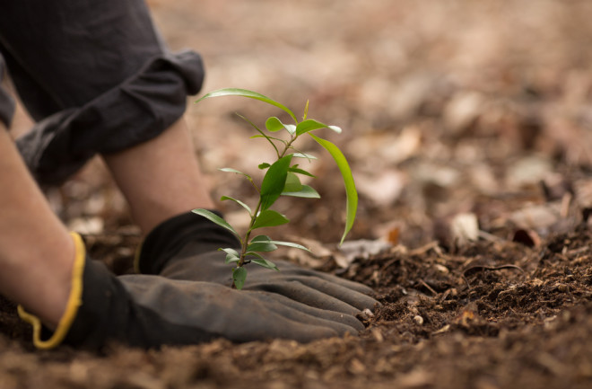 Planting Trees - Shutterstock