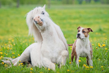 Dogs and Horses Mimic Each Other's Expressions During Play