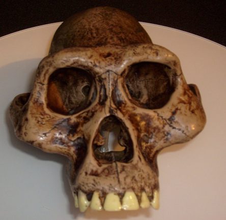 Australopithecus-afarensis-1024x999