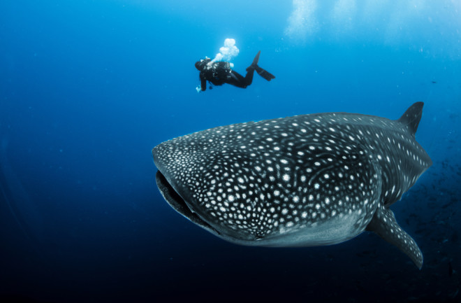 whale shark