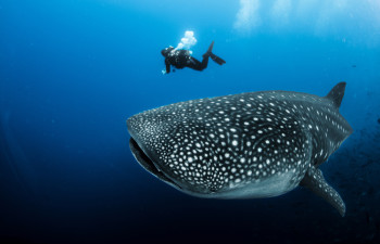 Adopt a Whale Shark and Other Ocean Science Projects You Can do at Home
