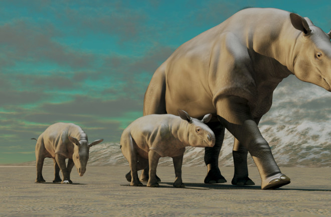 3 Giant hornless rhinos (Paraceratherium)