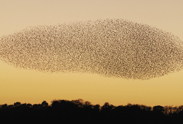 Flock of Birds - Science Source