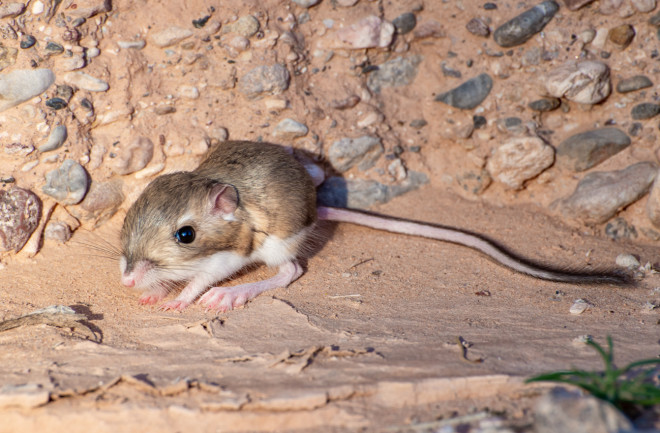 Merriam's kangaroo rat