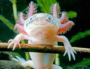 What the Axolotl's Limb-Regenerating Capabilities Have to Teach Us