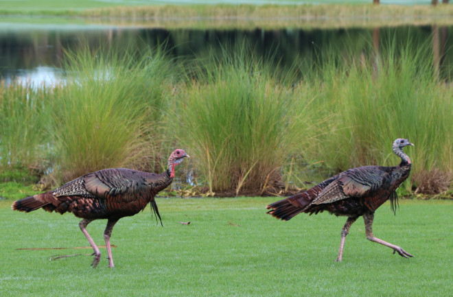 2 wild turkeys trotting near a marsh