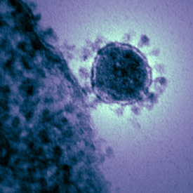 CoronavirusLg.jpg