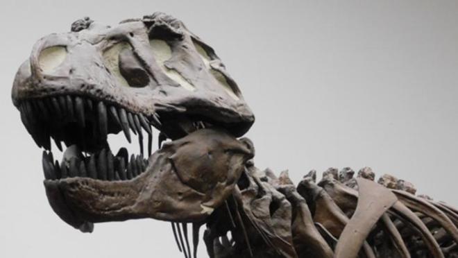 T. rex skeleton in Frankfurt Museum