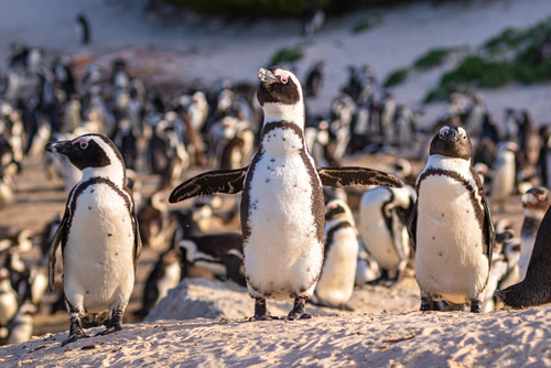 Humboldt Penguins 